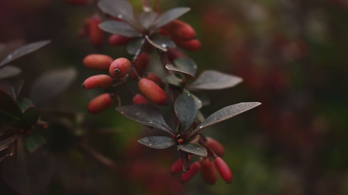 Berberine: What the Science Actually Says (Benefits, Dosage & Side Effects)